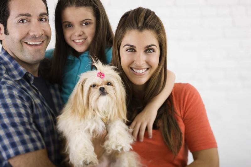 Morkie Maltese Yorkie Designer Mix Cross for sale Maltese Shih Tzu Malshi Designer Mix Cross for sale Maltese Breeder puppy for sale adoption.