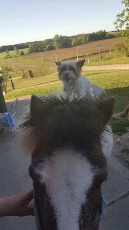 Morkie Maltese Yorkie Designer Mix Cross for sale Maltese Shih Tzu Malshi Designer Mix Cross for sale Maltese Breeder puppy for sale adoption.