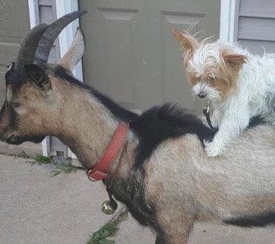 Morkie Maltese Yorkie Designer Mix Cross for sale Maltese Shih Tzu Malshi Designer Mix Cross for sale Maltese Breeder puppy for sale adoption.