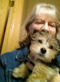 Morkie Maltese Yorkie Designer Mix Cross for sale Maltese Shih Tzu Malshi Designer Mix Cross for sale Maltese Breeder puppy for sale adoption.