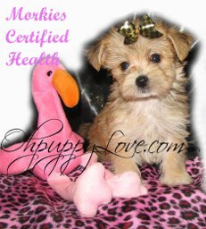 morkies for sale,shorkies for sale,maltipoos for sale,morkie puppy for sale,shorkie puppies for sale,maltipoo puppies for sale,chicago,illinois,wisconsin,morkies il,shorkie il,maltipoo il,dogs for sale,puppies for sale,dog breeds,morkie breeder il,morkie breeder wi,shorkie breeder wi,shorkie breeder il,maltipoo breeder wi,maltipoo breeder il,morkie new york,morkie breeder new york,morkie puppies for sale new york,shorkie breeder new york,shorkie breeder nyc,shorkie breeder ny,morkie breeder nyc,morkie breeder ny,shorkie puppies for sale new york,shorkie puppies for sale nyc,maltipoos for sale new york,maltipoos for sale nyc,maltipoos for sale ny,morkies for sale nyc,morkies for sale ny,shorkies for sale nyc,shorkie for sale nyc,shorkie for sale nyc,morkie for sale ny,morkie for sale nyc,maltipoo for sale ny,maltipoos for sale nyc,maltipoo puppies for sale nyc,maltipoo breeder ny,maltipoo breeder nyc,shorkies michigan,shorkie breeder michigan,morkie michigan,morkie michigan,morkie breeders nyc,morkie breeders ny,morkie breeders wi,morkie breeders illinois,morkie breeders il,morkie breeders wi,morkie breeders chicago,morkie breeders ny,shorkie breeders mi,shorkie breeders nyc,shorkie breeders nyc,shorkie breeders mi,maltipoo breeders wi,maltipoo breeders mi,maltipoo breeders michigan,maltipoo breeders il,maltipoo breeders illinois,maltipoo breeders chicago,maltipoo breeders ny,maltepoo wi,maltepoo il,maltepoo illinois