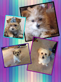 Morkie Maltese Yorkie Designer Mix Cross for sale Maltese Shih Tzu Malshi Designer Mix Cross for sale Maltese Breeder puppy for sale adoption.