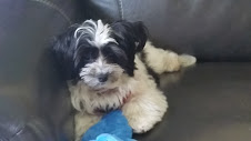 Morkie Maltese Yorkie Designer Mix Cross for sale Maltese Shih Tzu Malshi Designer Mix Cross for sale Maltese Breeder puppy for sale adoption.