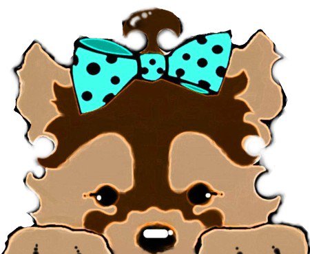 Morkie Maltese Yorkie Designer Mix Cross for sale Maltese Shih Tzu Malshi Designer Mix Cross for sale Maltese Breeder puppy for sale adoption.
