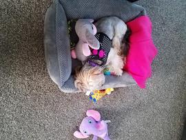 Morkie Maltese Yorkie Designer Mix Cross for sale Maltese Shih Tzu Malshi Designer Mix Cross for sale Maltese Breeder puppy for sale adoption.