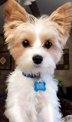 Morkie Maltese Yorkie Designer Mix Cross for sale Maltese Shih Tzu Malshi Designer Mix Cross for sale Maltese Breeder puppy for sale adoption.