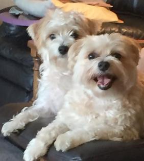 Morkie Maltese Yorkie Designer Mix Cross for sale Maltese Shih Tzu Malshi Designer Mix Cross for sale Maltese Breeder puppy for sale adoption.
