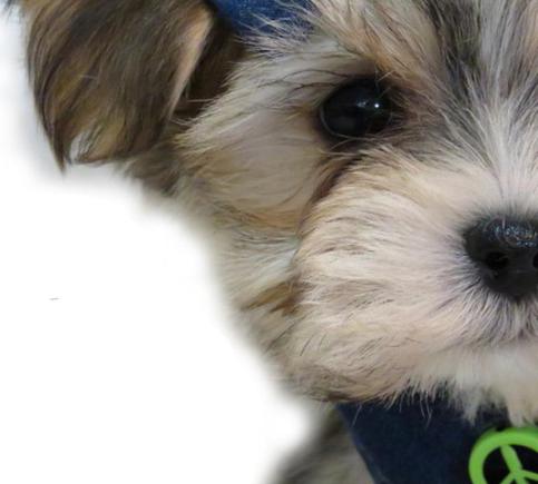 dogs,dog,puppies,puppy,dog breeds,puppies for sale,small dogs,dog breeders,pet dog,lap dog,mixed breed dogs,dog for sale,puppy for sale,mixed breed puppies,designer puppies,designer dogs,dogs puppies for sale,smal mixed breed dogs,allergy friendly dogs,puppy breeder,wisconsin dog breeders,minnesota dog breeders,illinios dog breeders,puppy dogs for sale,dogs for sale wisconsin,dogs for sale illinois,dogs for sale minnesota,allergy friendly dog breeds,hypoallergenic dogs,yorkie maltese cross,shihtzu yorkie cross,morkie video,shorkie video,morkie pictures,shorkie pictures,morkie hybrid dogs,maltese yorkshire terrier cross,morkie nyc,shorkie nyc,morkie ny,shorkie ny,morky,morkie photos,shorkie photos,morkie dog,shorkie dog,morkie dog breed,shorkie dog breed,morkie dog,shorkie dog,morkie information,shorkie information,shorkie puppies for sale,brown and black shorkie puppies,information about shorkie dog,sugar shorkie puppy,shorkie puppies for sale in michigan,shorkie puppies for sale in tx,shorkie puppies for sal