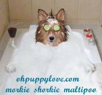 morkies for sale,shorkies for sale,maltipoos for sale,morkie puppy for sale,shorkie puppies for sale,maltipoo puppies for sale,chicago,illinois,wisconsin,morkies il,shorkie il,maltipoo il,dogs for sale,puppies for sale,dog breeds,morkie breeder il,morkie breeder wi,shorkie breeder wi,shorkie breeder il,maltipoo breeder wi,maltipoo breeder il,morkie new york,morkie breeder new york,morkie puppies for sale new york,shorkie breeder new york,shorkie breeder nyc,shorkie breeder ny,morkie breeder nyc,morkie breeder ny,shorkie puppies for sale new york,shorkie puppies for sale nyc,maltipoos for sale new york,maltipoos for sale nyc,maltipoos for sale ny,morkies for sale nyc,morkies for sale ny,shorkies for sale nyc,shorkie for sale nyc,shorkie for sale nyc,morkie for sale ny,morkie for sale nyc,maltipoo for sale ny,maltipoos for sale nyc,maltipoo puppies for sale nyc,maltipoo breeder ny,maltipoo breeder nyc,shorkies michigan,shorkie breeder michigan,morkie michigan,morkie michigan,morkie breeders nyc,morkie breeders ny,morkie breeders wi,morkie breeders illinois,morkie breeders il,morkie breeders wi,morkie breeders chicago,morkie breeders ny,shorkie breeders mi,shorkie breeders nyc,shorkie breeders nyc,shorkie breeders mi,maltipoo breeders wi,maltipoo breeders mi,maltipoo breeders michigan,maltipoo breeders il,maltipoo breeders illinois,maltipoo breeders chicago,maltipoo breeders ny,maltepoo wi,maltepoo il,maltepoo illinois