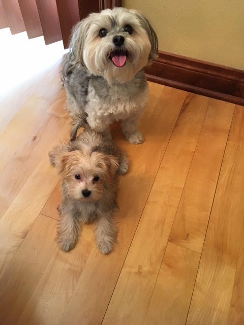 Morkie Maltese Yorkie Designer Mix Cross for sale Maltese Shih Tzu Malshi Designer Mix Cross for sale Maltese Breeder puppy for sale adoption.