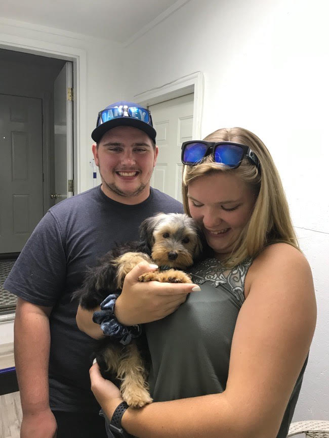 Morkie Maltese Yorkie Designer Mix Cross for sale Maltese Shih Tzu Malshi Designer Mix Cross for sale Maltese Breeder puppy for sale adoption.