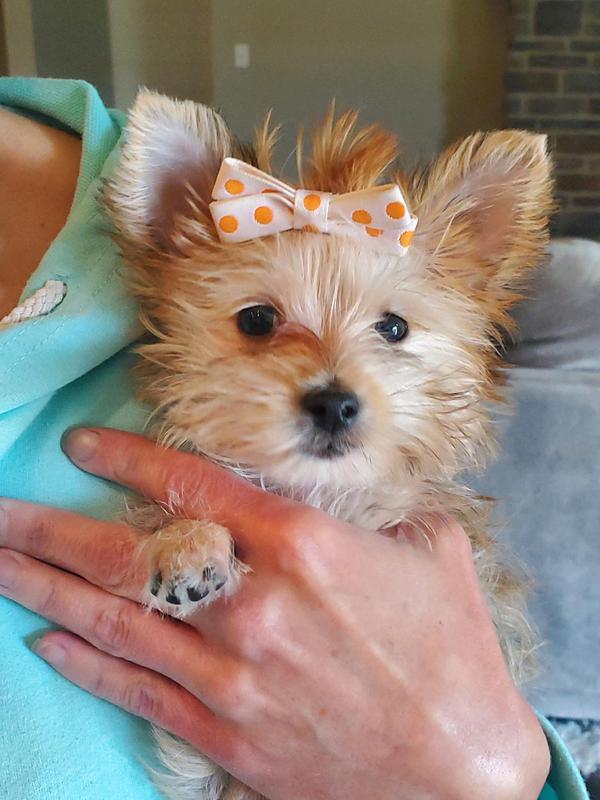 Morkie Maltese Yorkie Designer Mix Cross for sale Maltese Shih Tzu Malshi Designer Mix Cross for sale Maltese Breeder puppy for sale adoption.