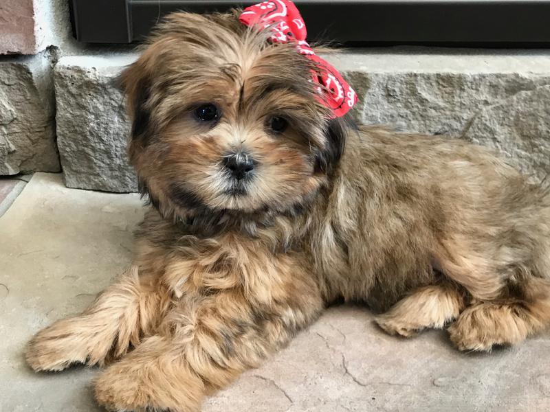Morkie Maltese Yorkie Designer Mix Cross for sale Maltese Shih Tzu Malshi Designer Mix Cross for sale Maltese Breeder puppy for sale adoption.