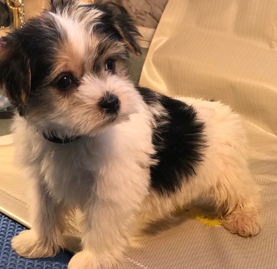 Morkie Maltese Yorkie Designer Mix Cross for sale Maltese Shih Tzu Malshi Designer Mix Cross for sale Maltese Breeder puppy for sale adoption.