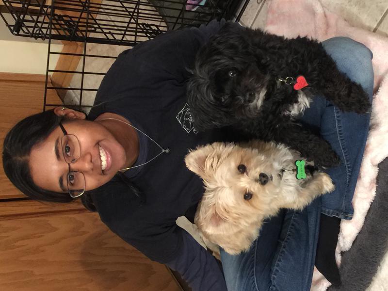 Morkie Maltese Yorkie Designer Mix Cross for sale Maltese Shih Tzu Malshi Designer Mix Cross for sale Maltese Breeder puppy for sale adoption.