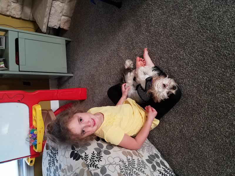 Morkie Maltese Yorkie Designer Mix Cross for sale Maltese Shih Tzu Malshi Designer Mix Cross for sale Maltese Breeder puppy for sale adoption.