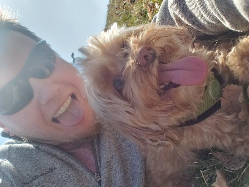 Morkie Maltese Yorkie Designer Mix Cross for sale Maltese Shih Tzu Malshi Designer Mix Cross for sale Maltese Breeder puppy for sale adoption.