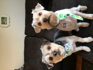 Morkie Maltese Yorkie Designer Mix Cross for sale Maltese Shih Tzu Malshi Designer Mix Cross for sale Maltese Breeder puppy for sale adoption.