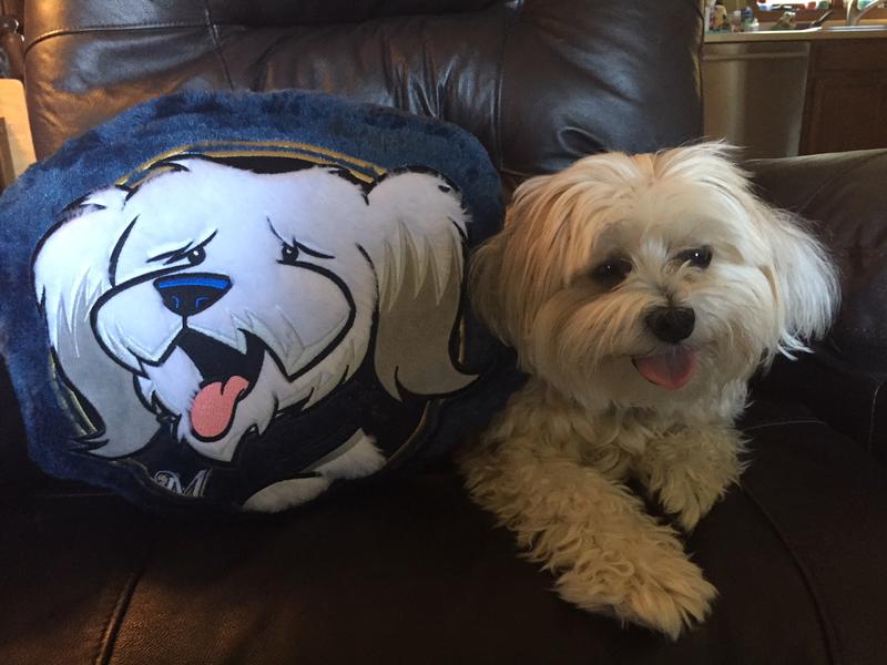 Morkie Maltese Yorkie Designer Mix Cross for sale Maltese Shih Tzu Malshi Designer Mix Cross for sale Maltese Breeder puppy for sale adoption.