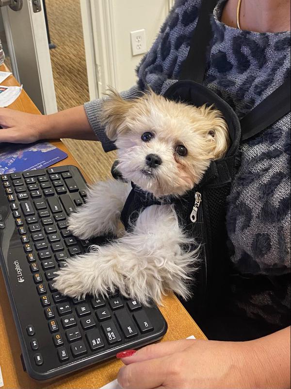 Morkie Maltese Yorkie Designer Mix Cross for sale Maltese Shih Tzu Malshi Designer Mix Cross for sale Maltese Breeder puppy for sale adoption.