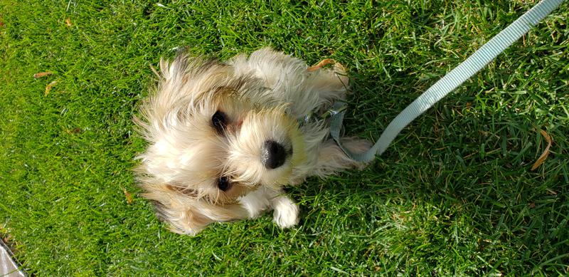 Morkie Maltese Yorkie Designer Mix Cross for sale Maltese Shih Tzu Malshi Designer Mix Cross for sale Maltese Breeder puppy for sale adoption.