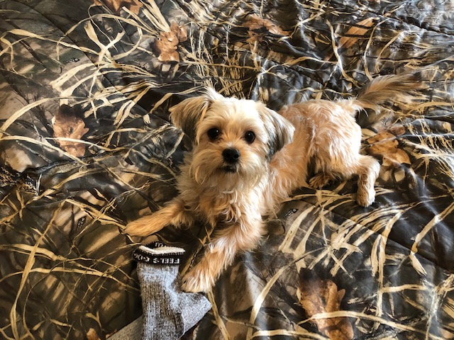 Morkie Maltese Yorkie Designer Mix Cross for sale Maltese Shih Tzu Malshi Designer Mix Cross for sale Maltese Breeder puppy for sale adoption.