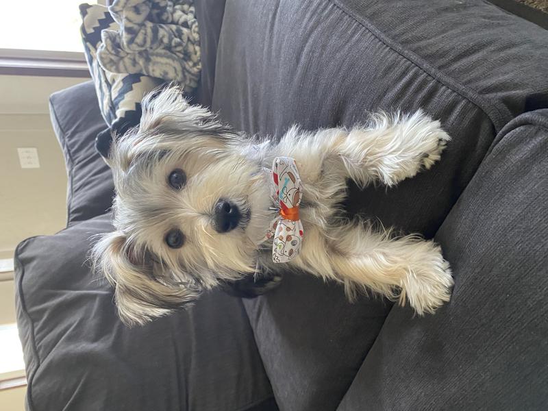 Morkie Maltese Yorkie Designer Mix Cross for sale Maltese Shih Tzu Malshi Designer Mix Cross for sale Maltese Breeder puppy for sale adoption.
