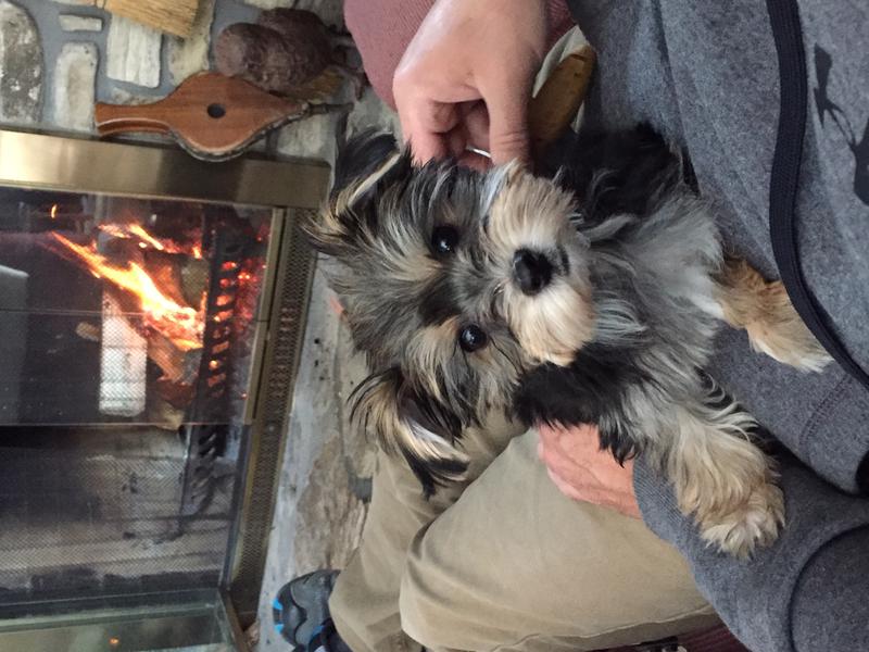 Morkie Maltese Yorkie Designer Mix Cross for sale Maltese Shih Tzu Malshi Designer Mix Cross for sale Maltese Breeder puppy for sale adoption.